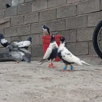 نروماده افغونی سیاه آس