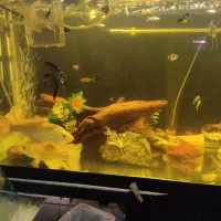 فروش ماهی کوی|ماهی|تهران, شادمان|دیوار