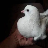 کبوتر