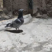 طوق پشدارنر کلاهی پلاکی نر|پرنده|بم, |دیوار