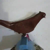 نرو ماده اشعل دمسفید
