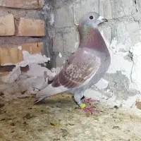 پلاکی نر سرخ
