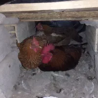 فروش مرغ و خروس