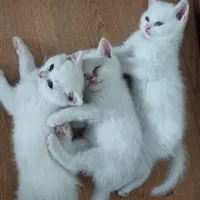 بچه گربه ملوس بریتیش دو ماهه