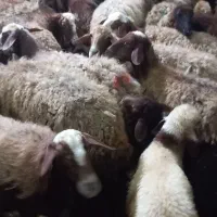 تعداد ۴۰ میش و ۲۸ بره