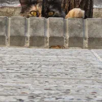 گربه پرشین|گربه|تبریز, |دیوار