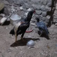 لاری و عروس هلندی سخنگو و مرغ عشق|پرنده|کنگاور, |دیوار