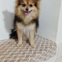 واگذاری پامر