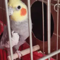 عروس هلندی جفت مولد