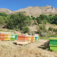 بهترین عسل ایران برگرفتەازطبیعت بکرکردستان