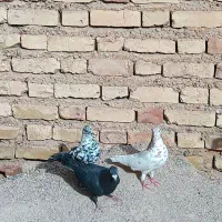 کفتر|حراج|فسا, |دیوار