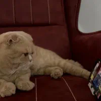 واگذاری گربه با تمام وسایل