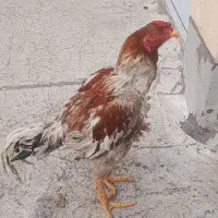 حیوون نژاد خوب