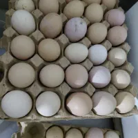 فروش تخم مرغ محلی با قیمت مناسب