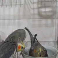 یک جفت عروس هلندی رام و دستی