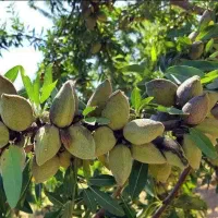 تولید نهال بادام حریر به قیمت ۵۰ ت|خدمات باغبانی و درختکاری|بناب, |دیوار