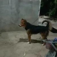 سگ ۲رگ