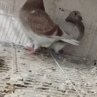 جوجه مسافتی اوغون