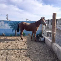 اسب ترکمن|اسب و تجهیزات اسب‌سواری|گناباد, |دیوار