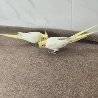 عروس هلندی نرومادە