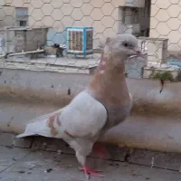 هما خط دار ماده ب شرط و سودار|پرنده|تهران, جوادیه|دیوار