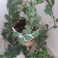 همه گل ها سرحال وشاد هستند|گل و گیاه طبیعی|آبیک, |دیوار