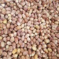 خرما زاهدی درجه یک صادراتی