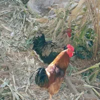 گوشت خروس محلی درشت و چاق همراه با ذبح اسلامی