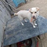 پاپی با مزه|سگ|خواف, |دیوار