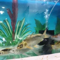 کوی فیش|ماهی|تبریز, |دیوار