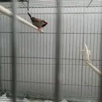 فنچ گلدین و کراواتی