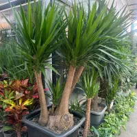 یوکا|گل و گیاه طبیعی|تهران, شهرک شهید باقری|دیوار