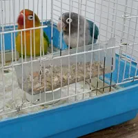 طوطی برزیلی و مرغ عشق