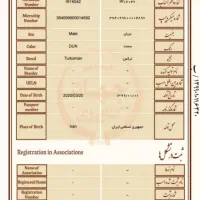 اسب ترکمن سمند طلایی آخال باقابلیت سیلمی|اسب و تجهیزات اسب‌سواری|شیراز, شهرک آرین|دیوار