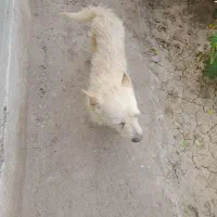 سگ پاکوتاه