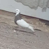 کفتر گرفتنی به شرط پرش