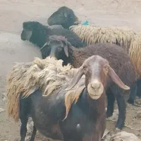 میش