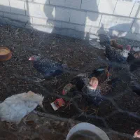 مرغ و خروس و جوجه ۲ رگ لاری و گلین