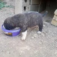 توله نژاد دار