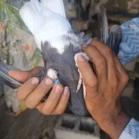 کبوتر دم سفید سالم سرحال نیاز به پول دارم|پرنده|رامهرمز, |دیوار