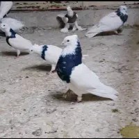 کبوتر طوقی