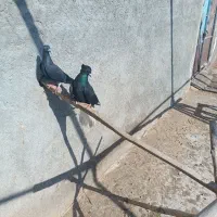 کبوتر|پرنده|فاروج, |دیوار