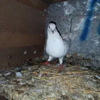 فروشی کبوتر|پرنده|رانکوه, |دیوار