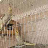 سه جفت عروس هلندی|پرنده|سهند, |دیوار