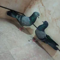کبوتر|پرنده|اسلامشهر, شهرک واوان|دیوار