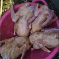 پرکردن مرغ و اردک و غاز و بوقلمون|حیوانات مزرعه|قائم‌شهر, |دیوار