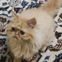 گربه پرشین وارداتی ماده ۶ ماهه|گربه|پرند, فاز ۶|دیوار