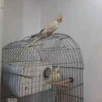 عروس هلندی ماده|پرنده|تهران, دستغیب|دیوار