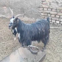 فروش یک عدد بز ویک عدد بزغاله نربزی|حیوانات مزرعه|جوادآباد, |دیوار