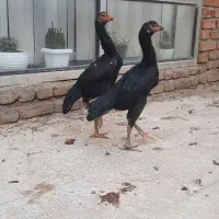 جوجه اوشامو